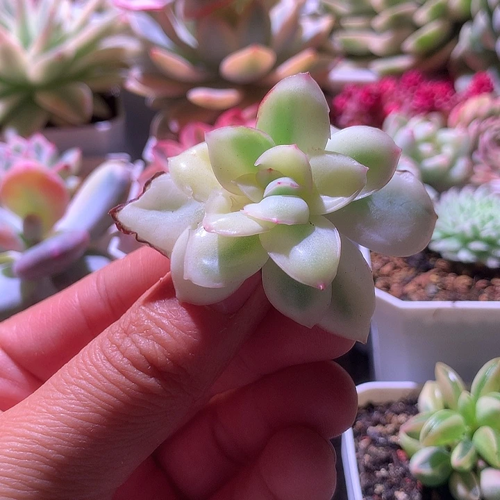 晨露宽锦有全锦叶片无根