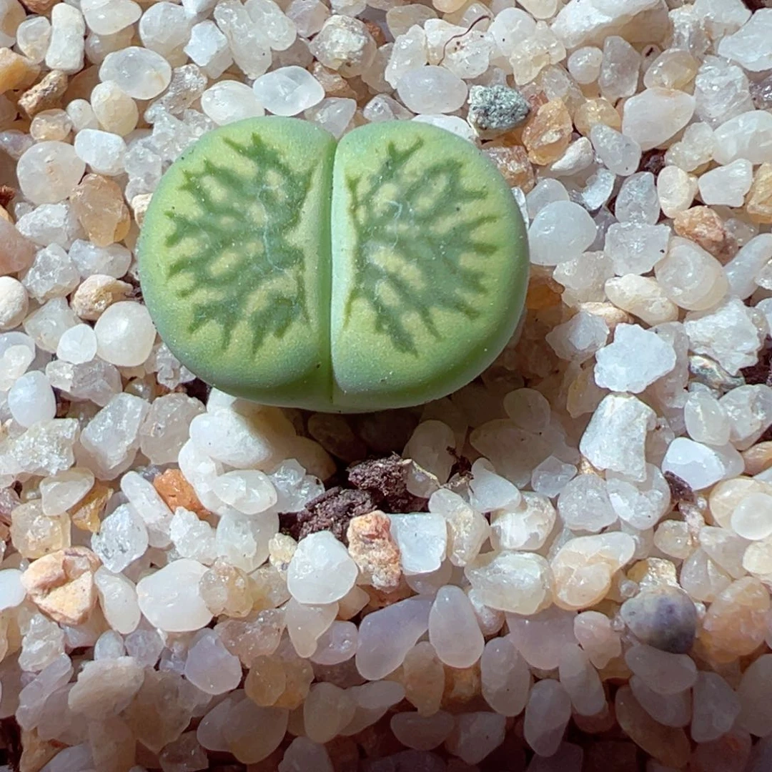 609-115多肉绿菊绿菊
