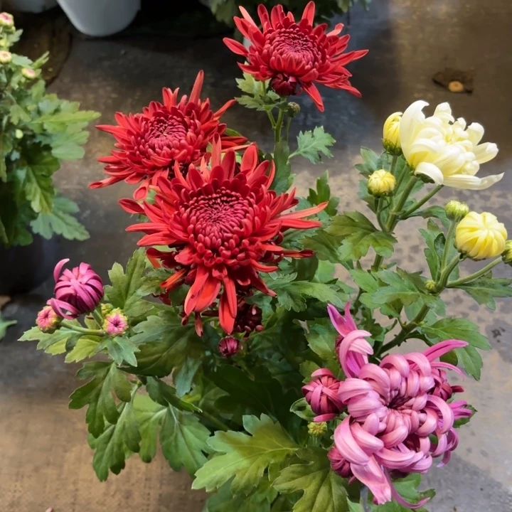 彩色龙爪菊红白紫