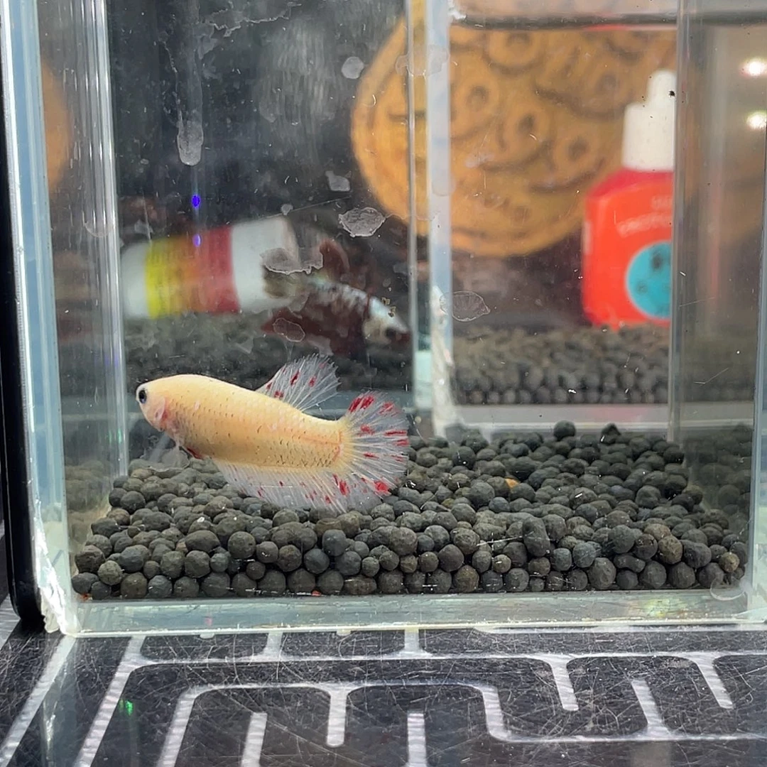 斗鱼2号1126早万兰达母