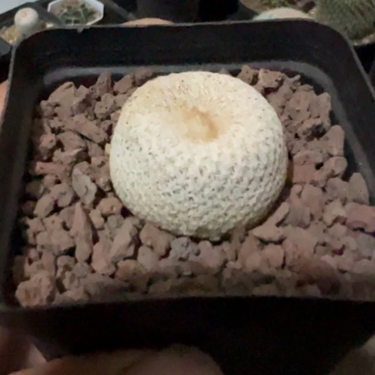 完全开放自根小人帽脱土发