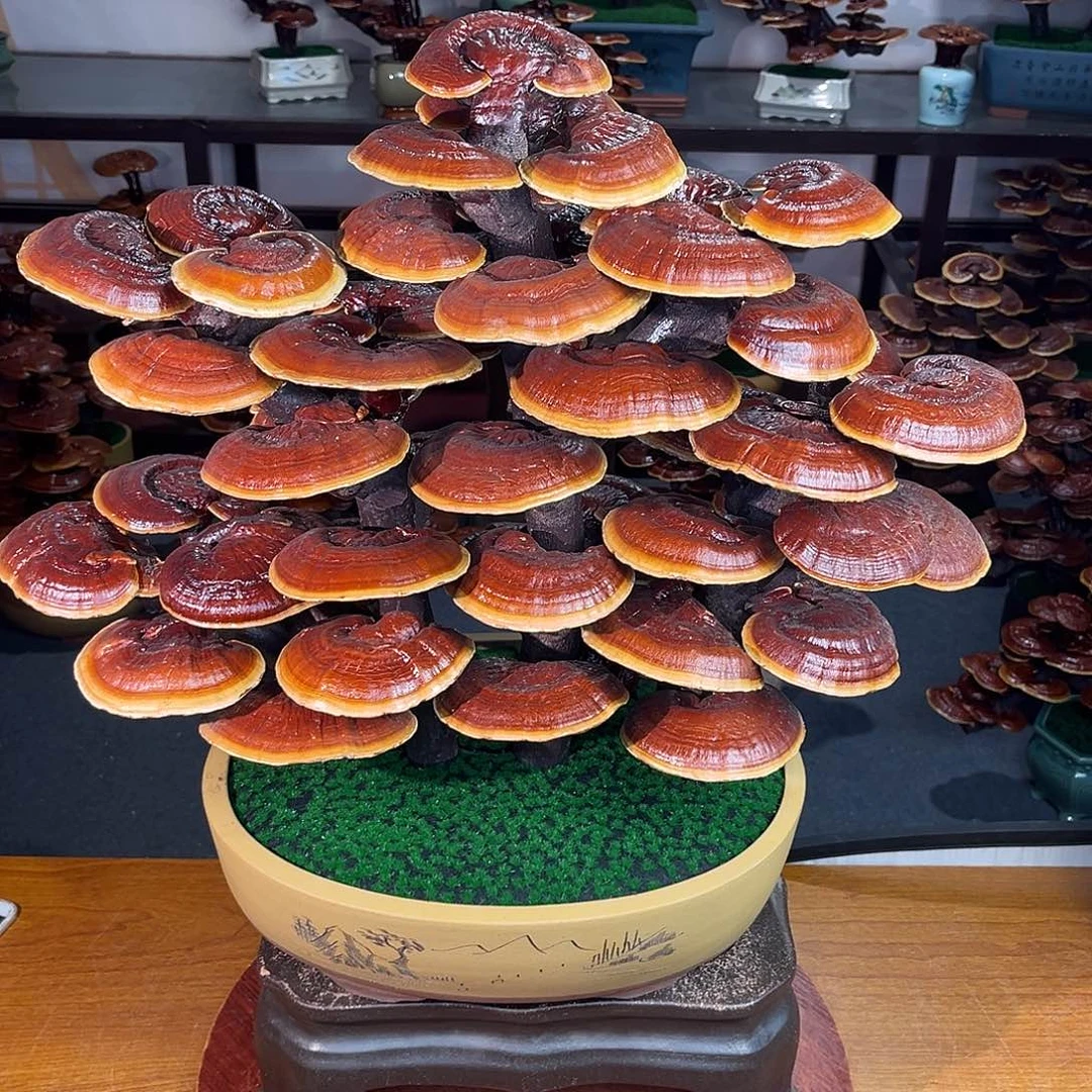 无花朵万事如意8888888888889