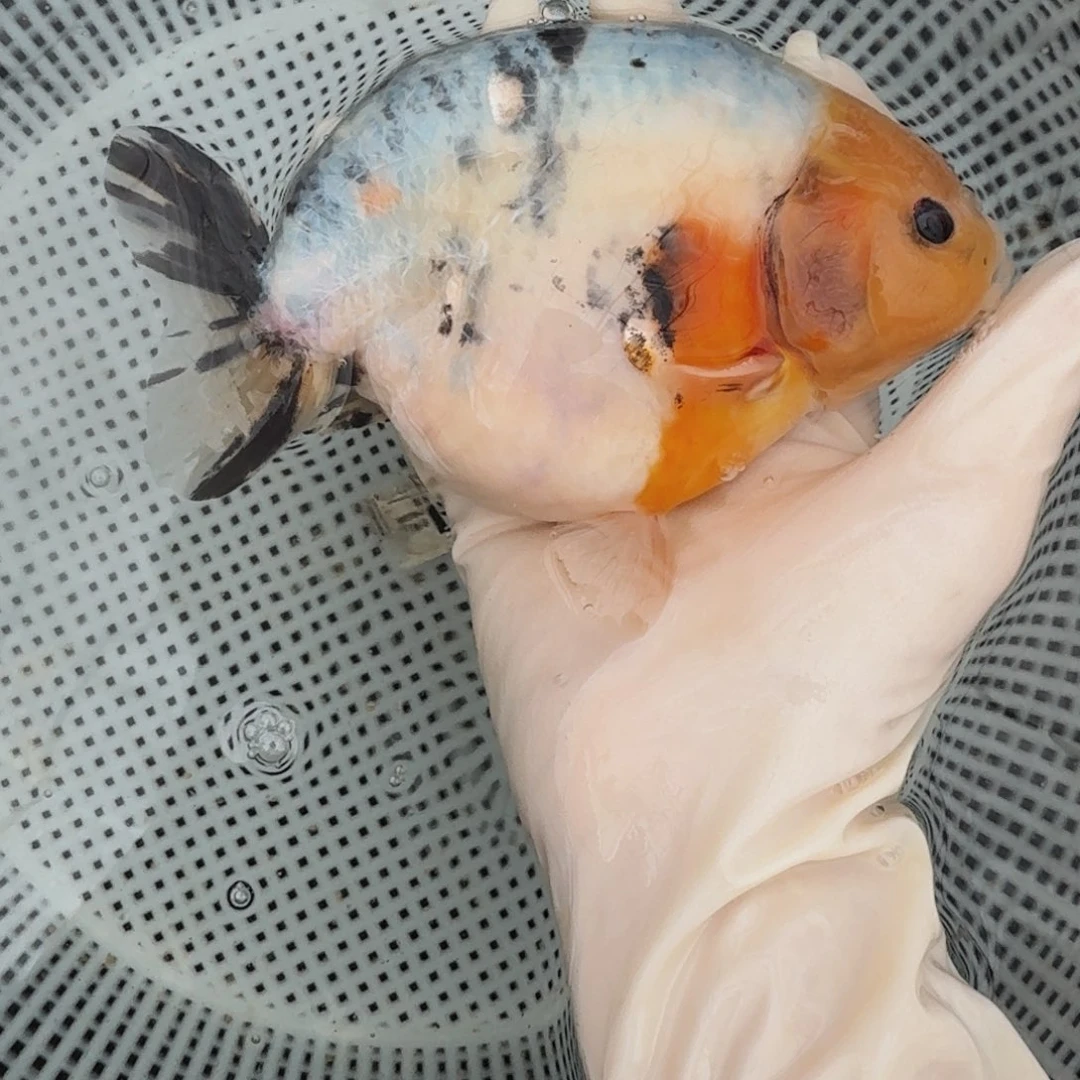 金鱼026 大体兰寿压成
