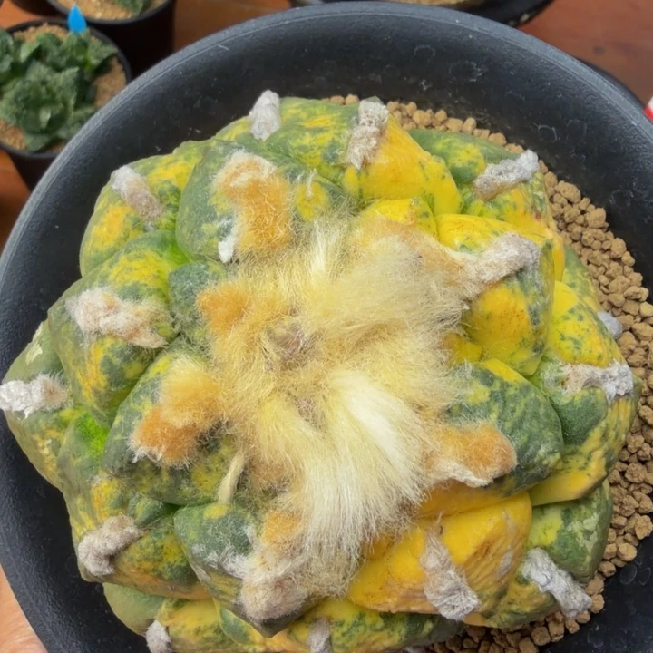 大型丸叶连山散斑锦