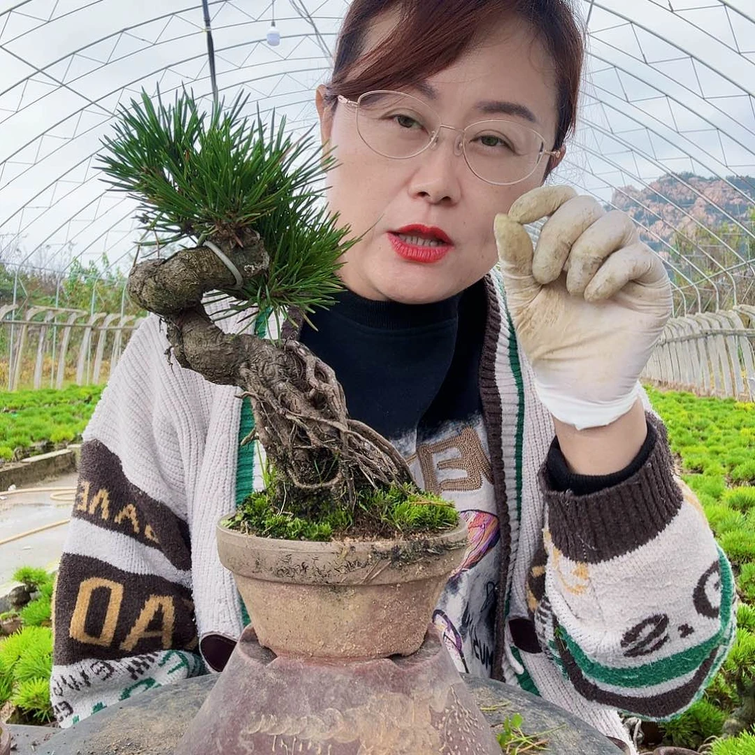 童***话完全开放三河黑松盆景