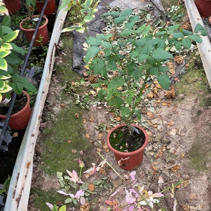 无花朵爱痕一加仑