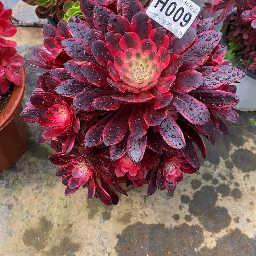 009黑桐白嫩桩小