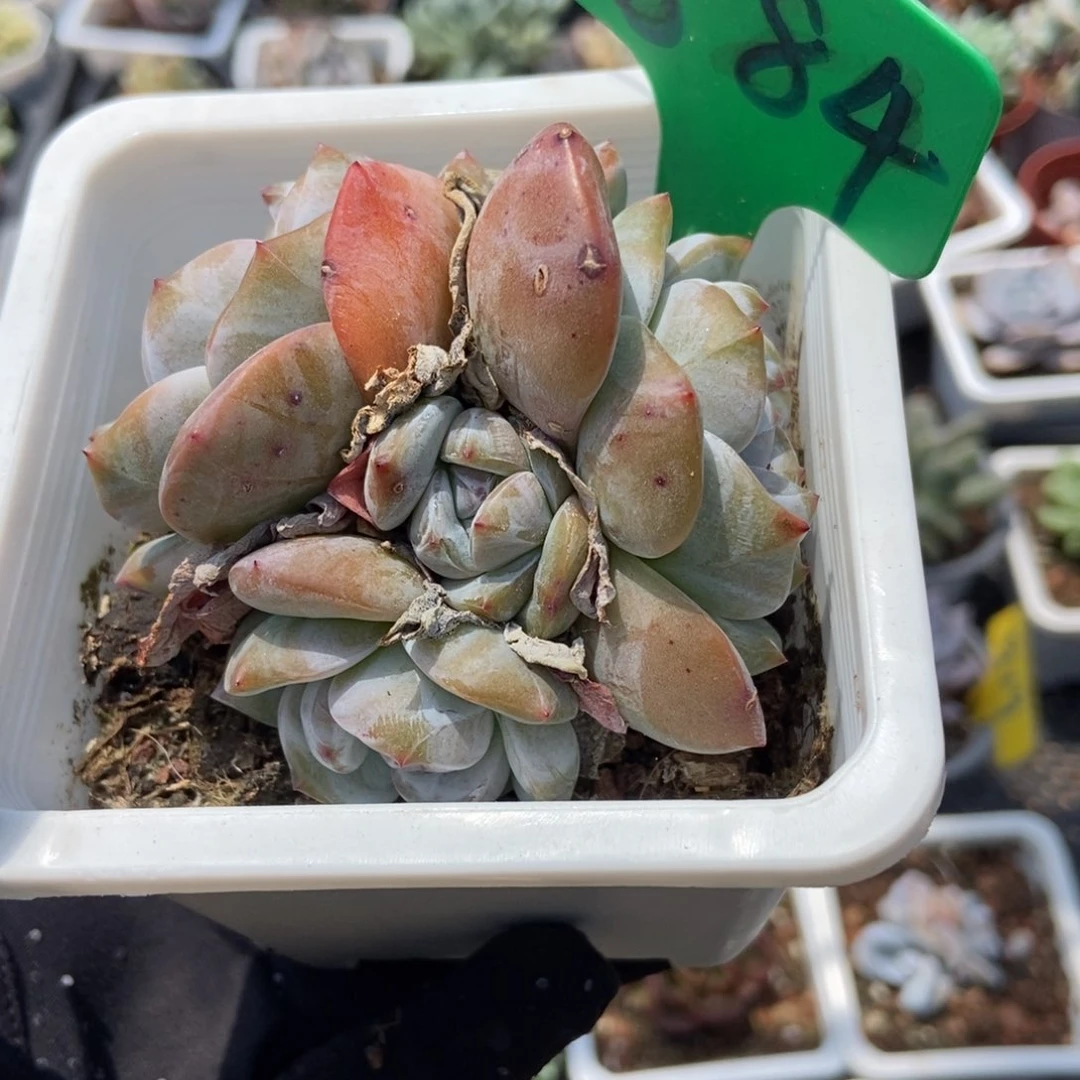 884石榴籽多肉植物保护