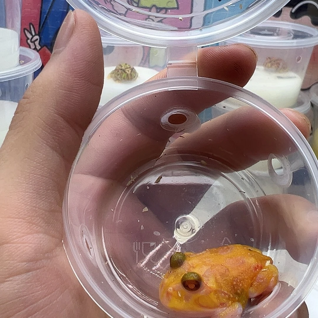 角蛙瑕疵变异三基因带盒子小小白