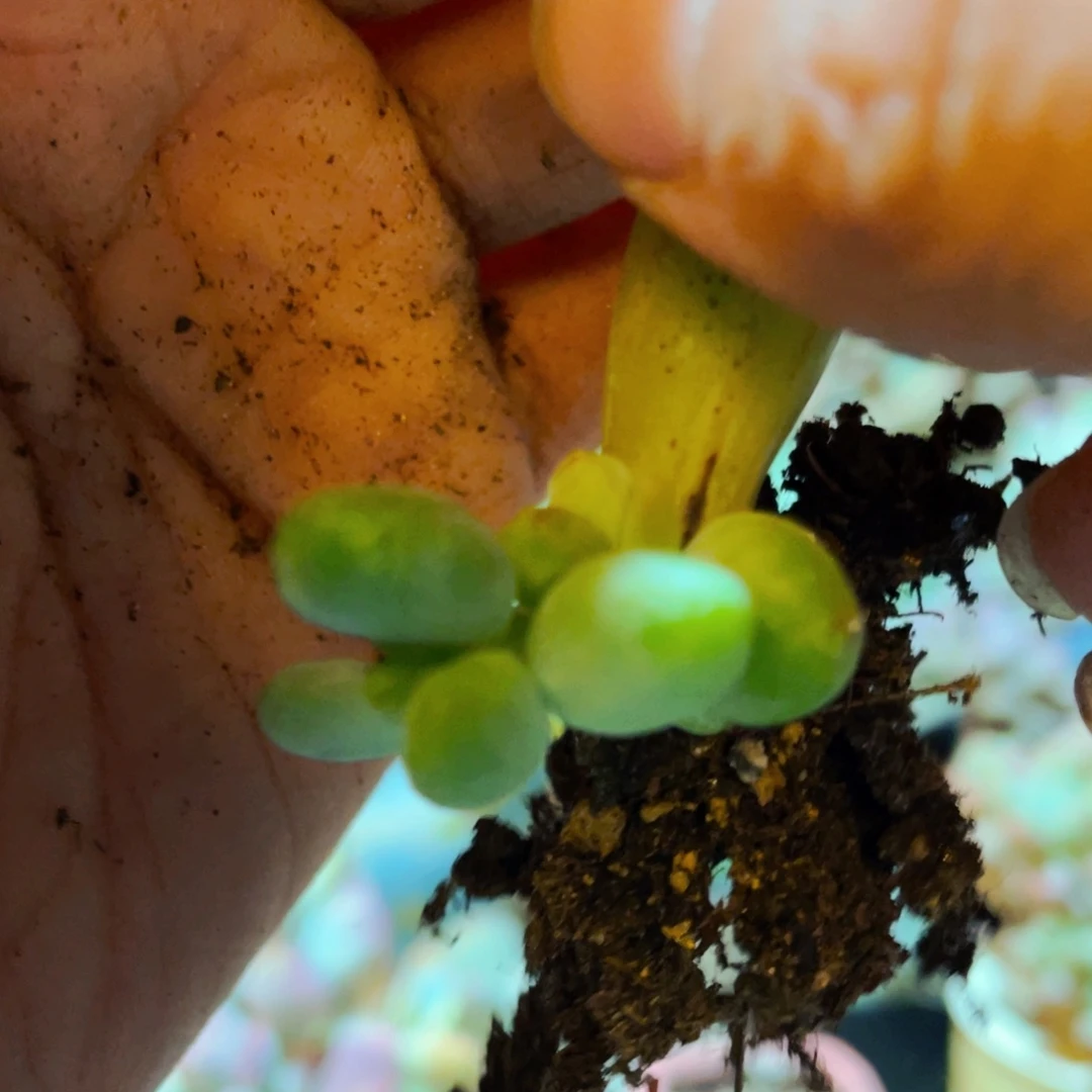 乌里韦亚多肉植物
