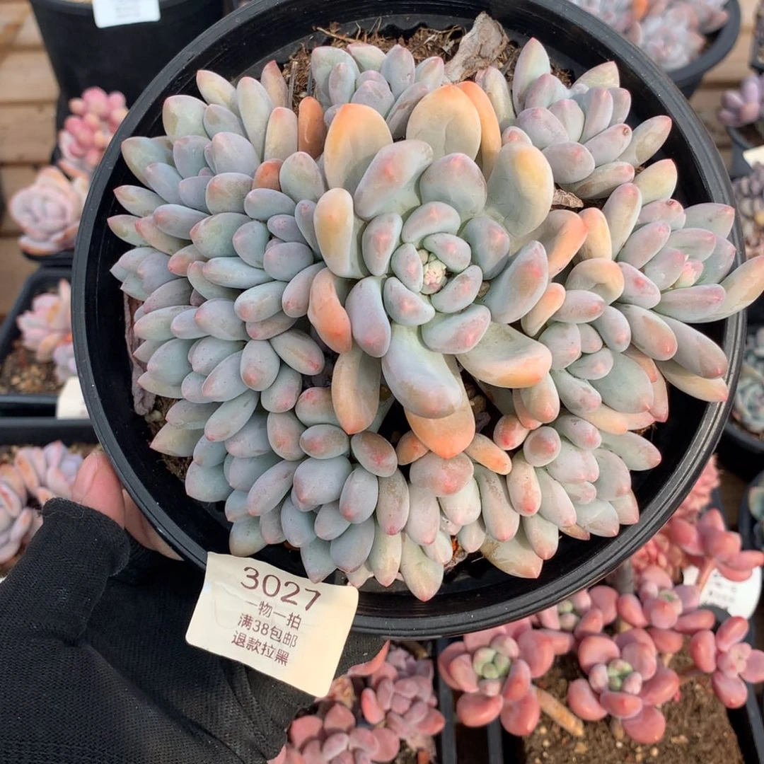 15厘米13头手捧香水多肉3027