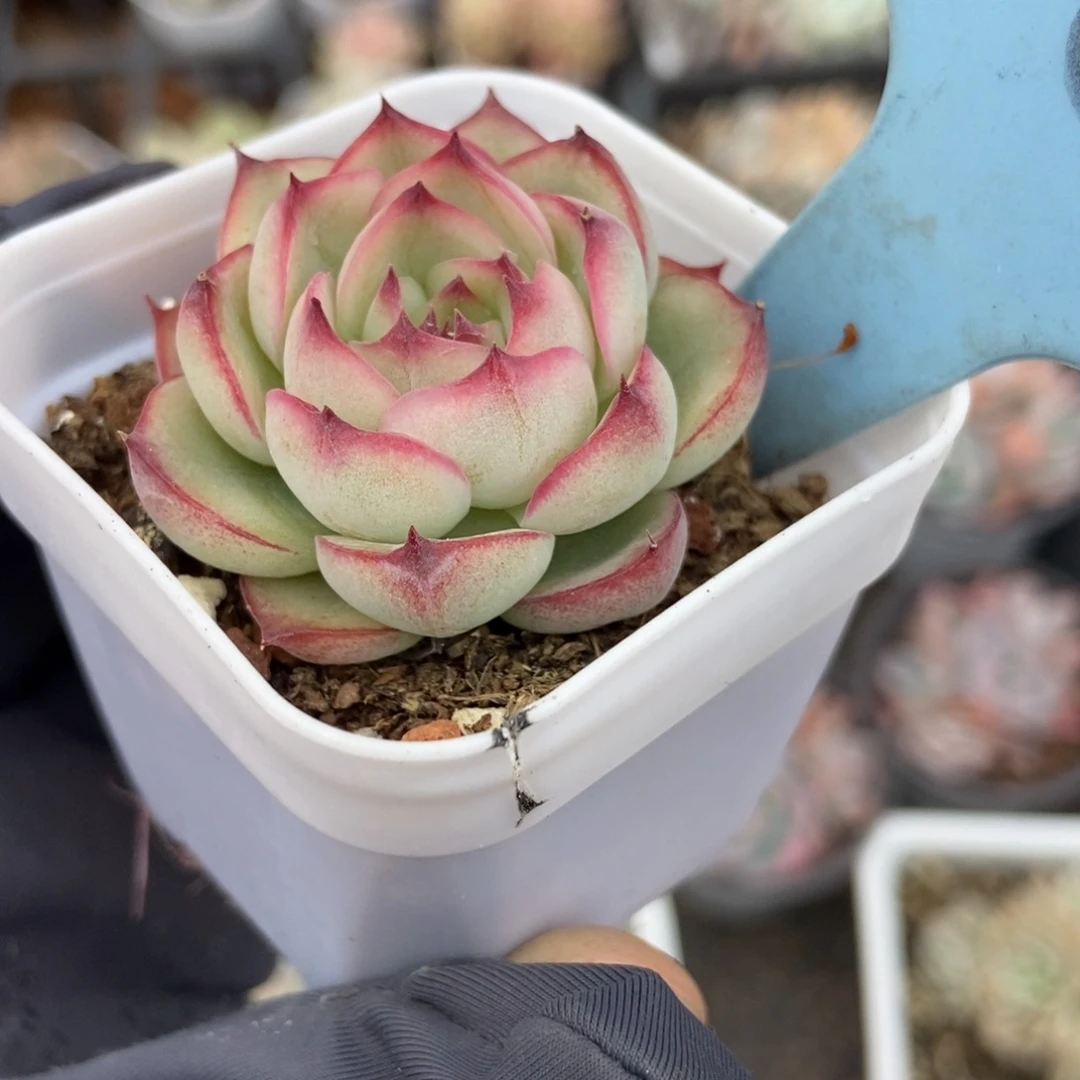 500勾魂仙子多肉植物