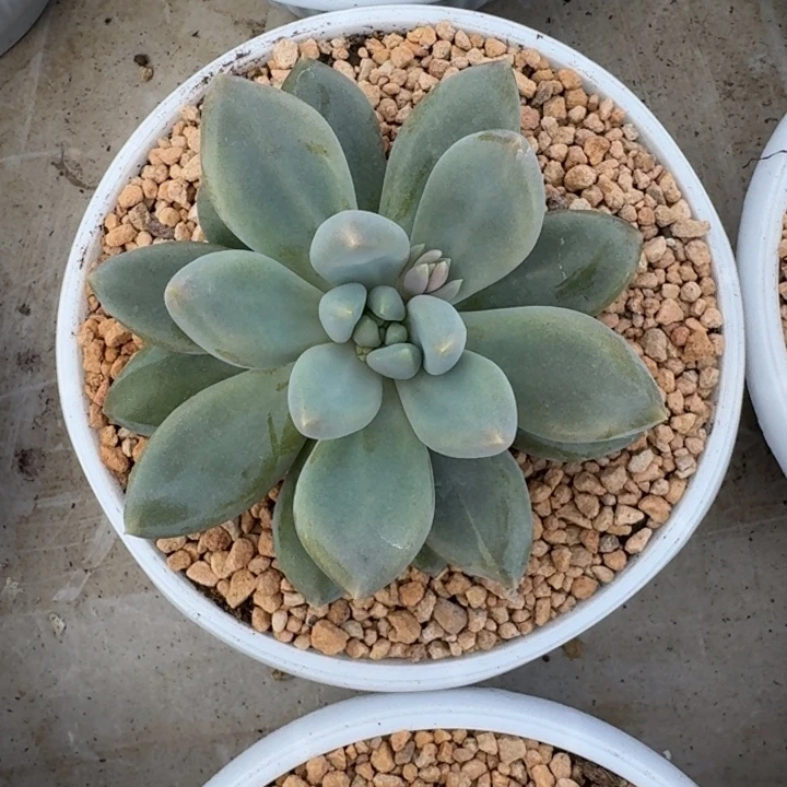 黄胖体 哥特 单头 一物一拍