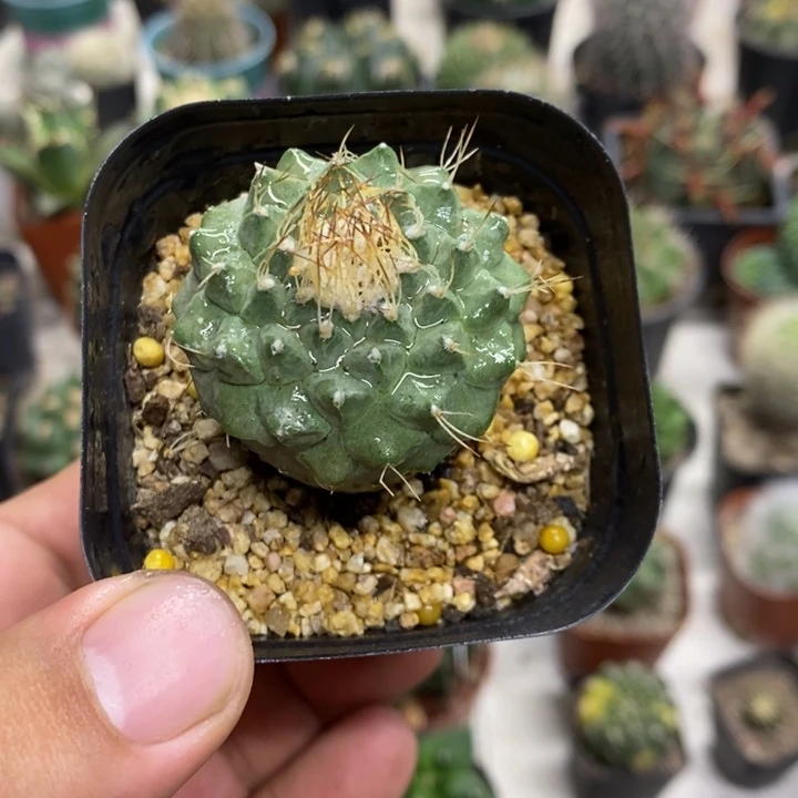 实生菊水特价福利