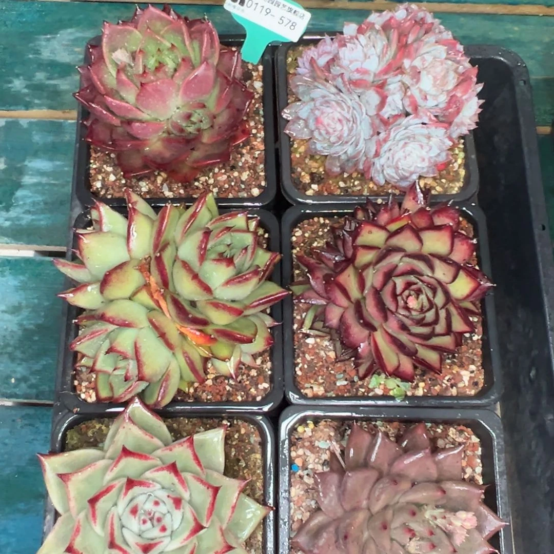 多肉精选编号0119.578