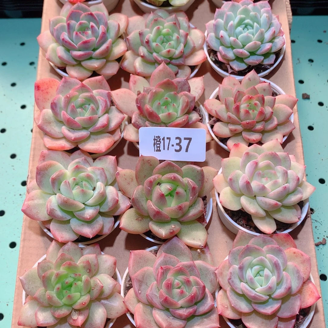 17-37一物一拍多肉带盆18颗