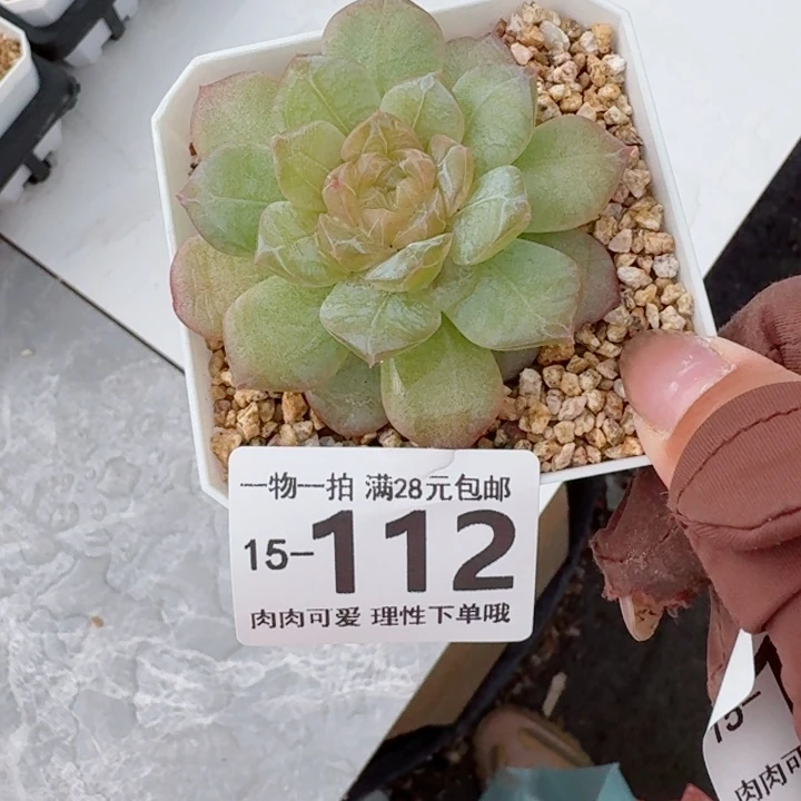 玻璃樽多肉无盆土发货多肉多