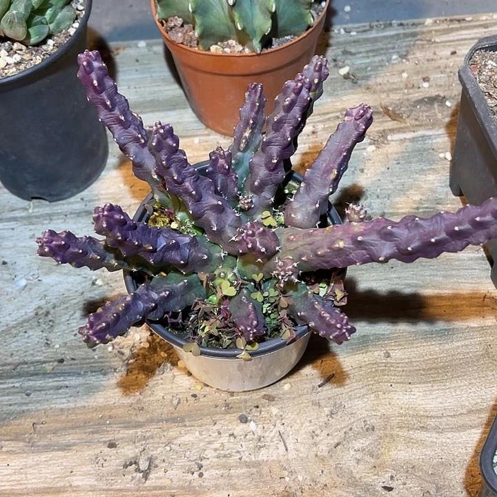 满38包邮2天凑单，脱土晾根发货多肉植物紫皮桃太郎