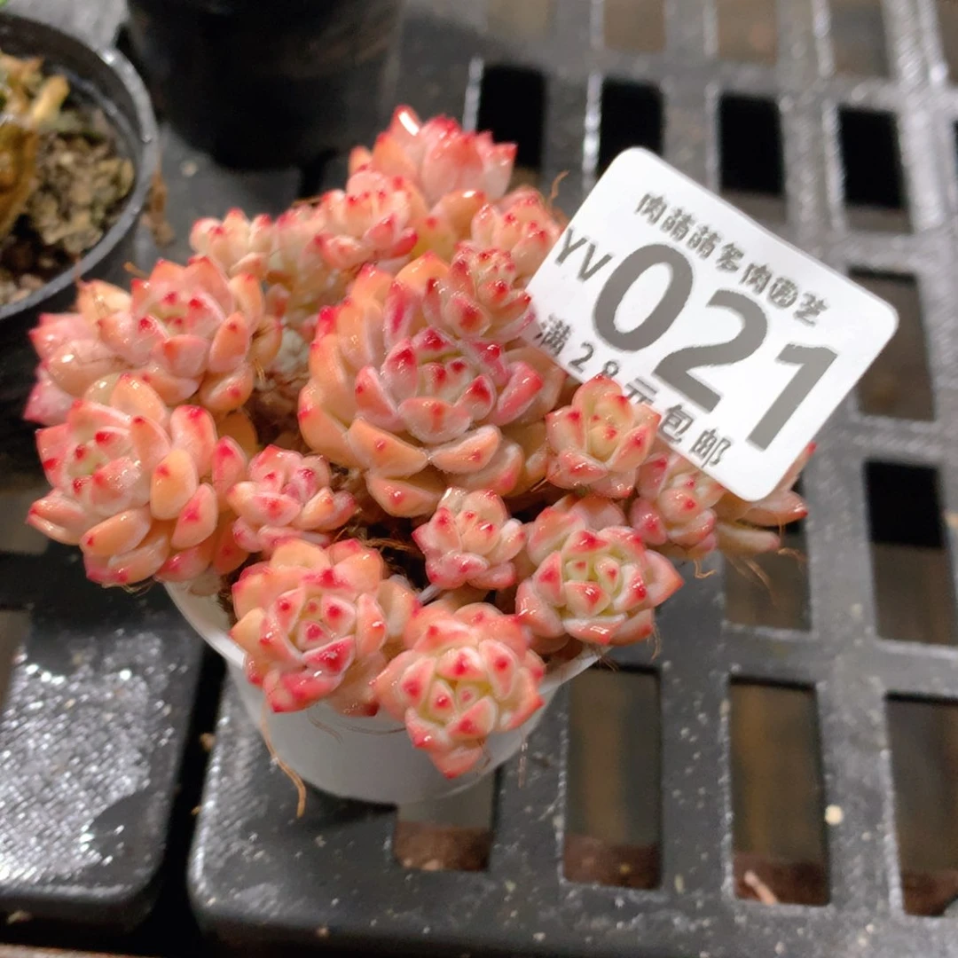 肉萌萌拇指盆精控多肉YV021