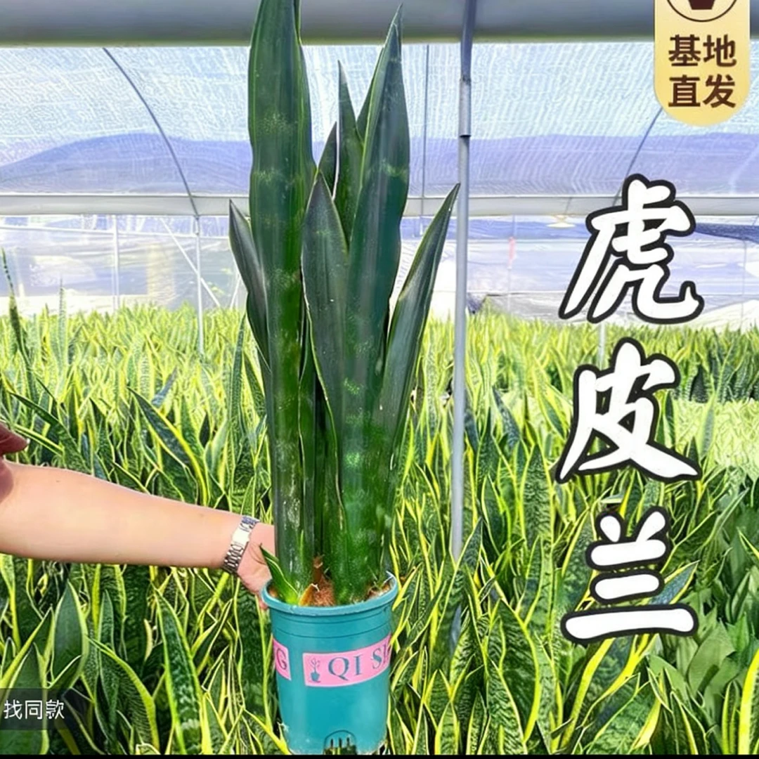 稀有品种高脚黑狐虎皮兰客厅室内甲醛绿植盆栽净化空气虎尾兰