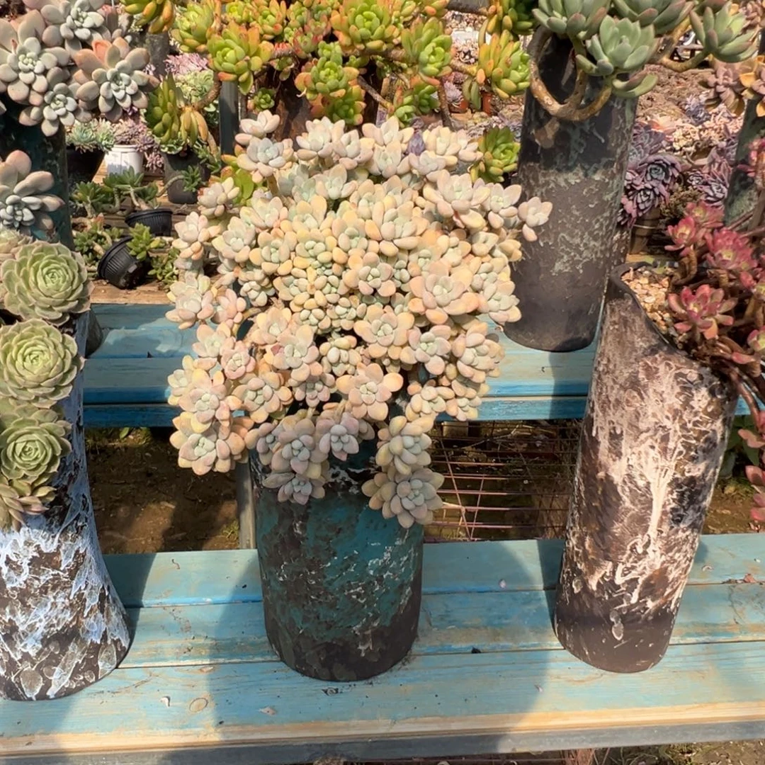 精品雪酪蛋糕妖桩 裸肉