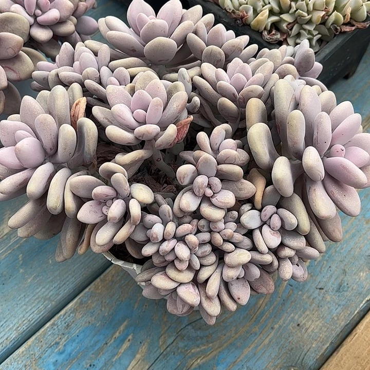 桃蛋朵朵缀，一物一拍