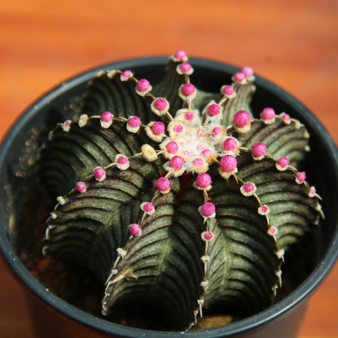 肋骨牡丹万象杯仙人球多肉植物