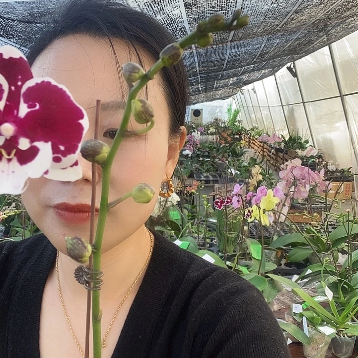 无花朵1001蝴蝶兰