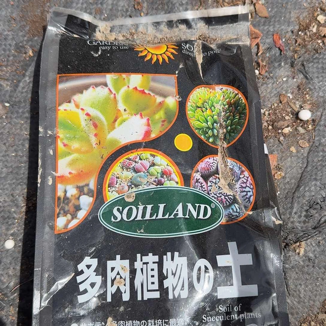 两包土多肉植物名骑