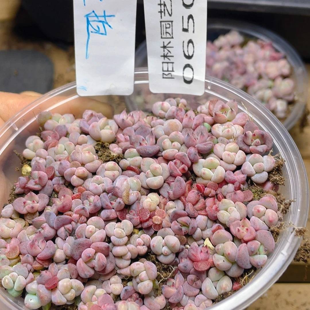 量拍多肉植物多肉植物650