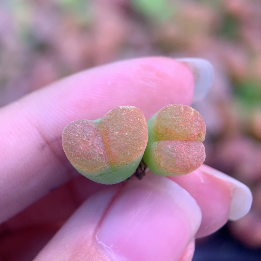 B743风铃植物一物一拍