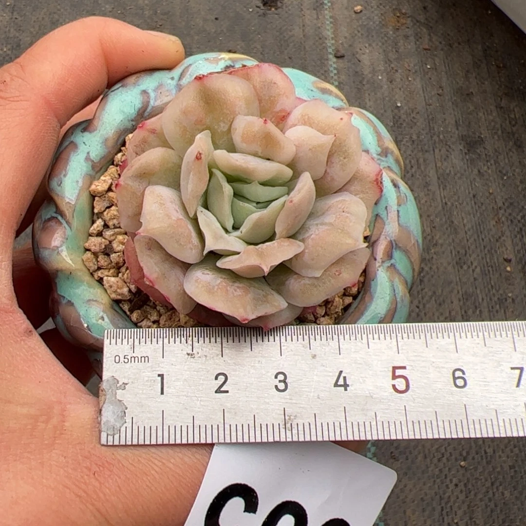 #*605多肉植物组合盆栽