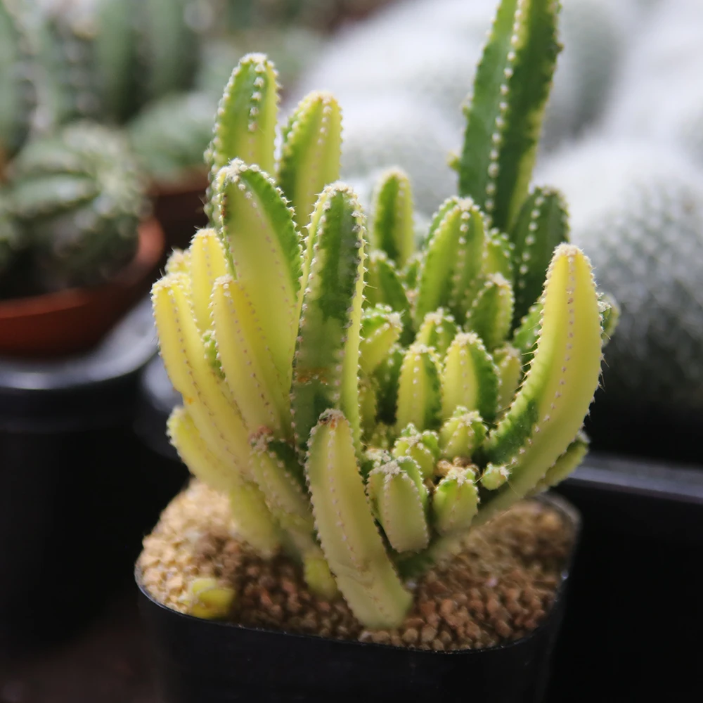 万重山锦仙人球植物