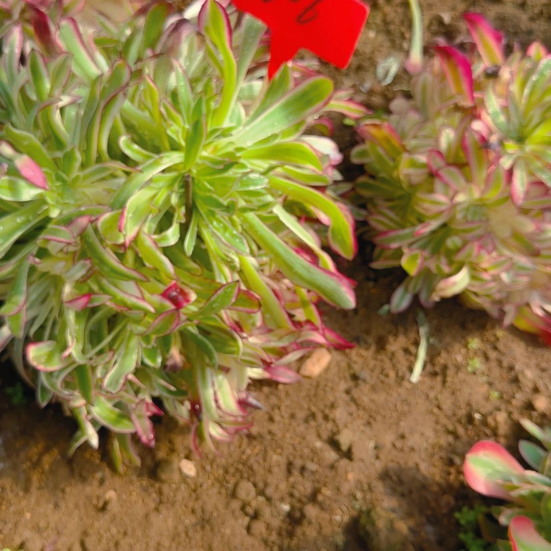 806红铜哦哦哦呢哦哦