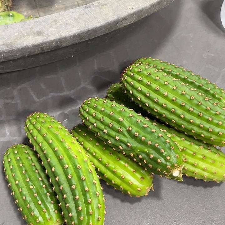 进口金妞金4侧芽一个