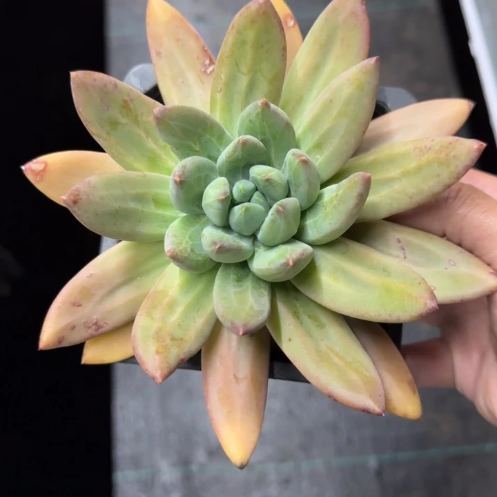 海洋之歌 单头 一物一拍