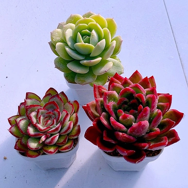 多肉植物恋曲灵隐红东云送盆土