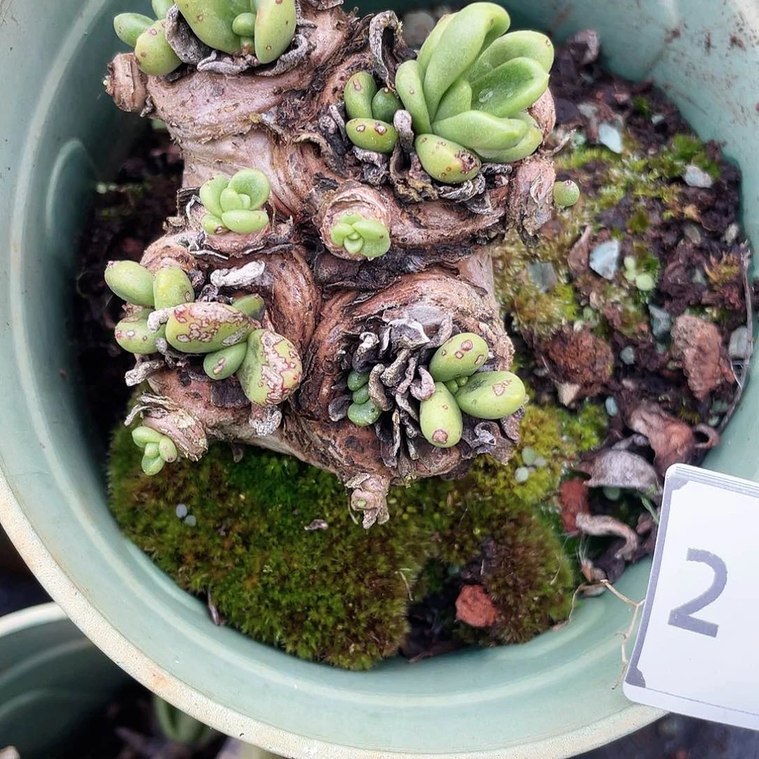 青钢苹果叶老桩2193