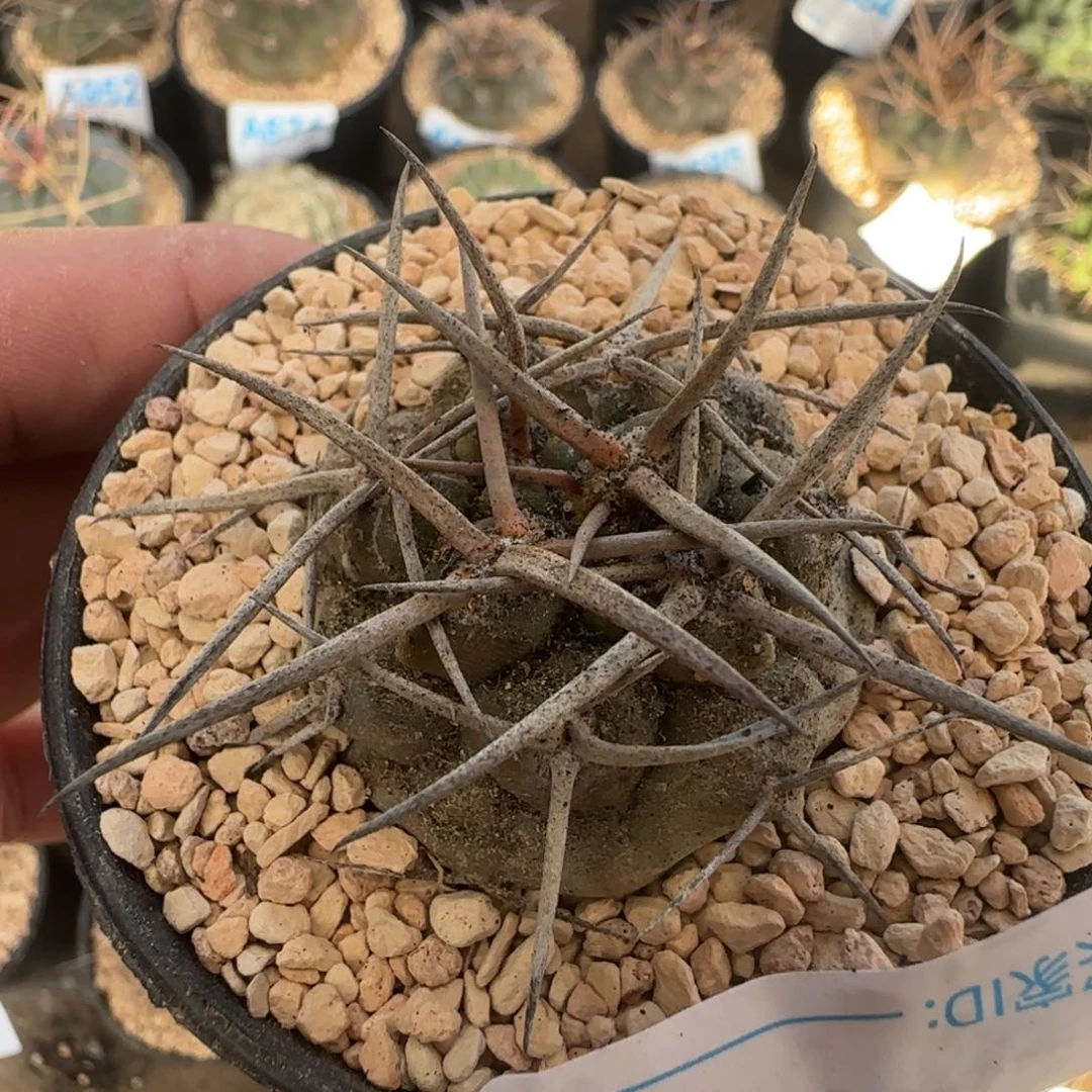 摩天龙 实生仙人球938