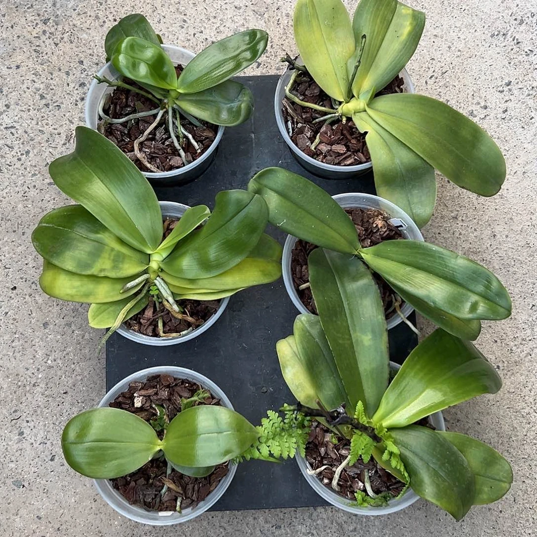 完全开放拯救苗价格默认根少叶瑕疵不售后