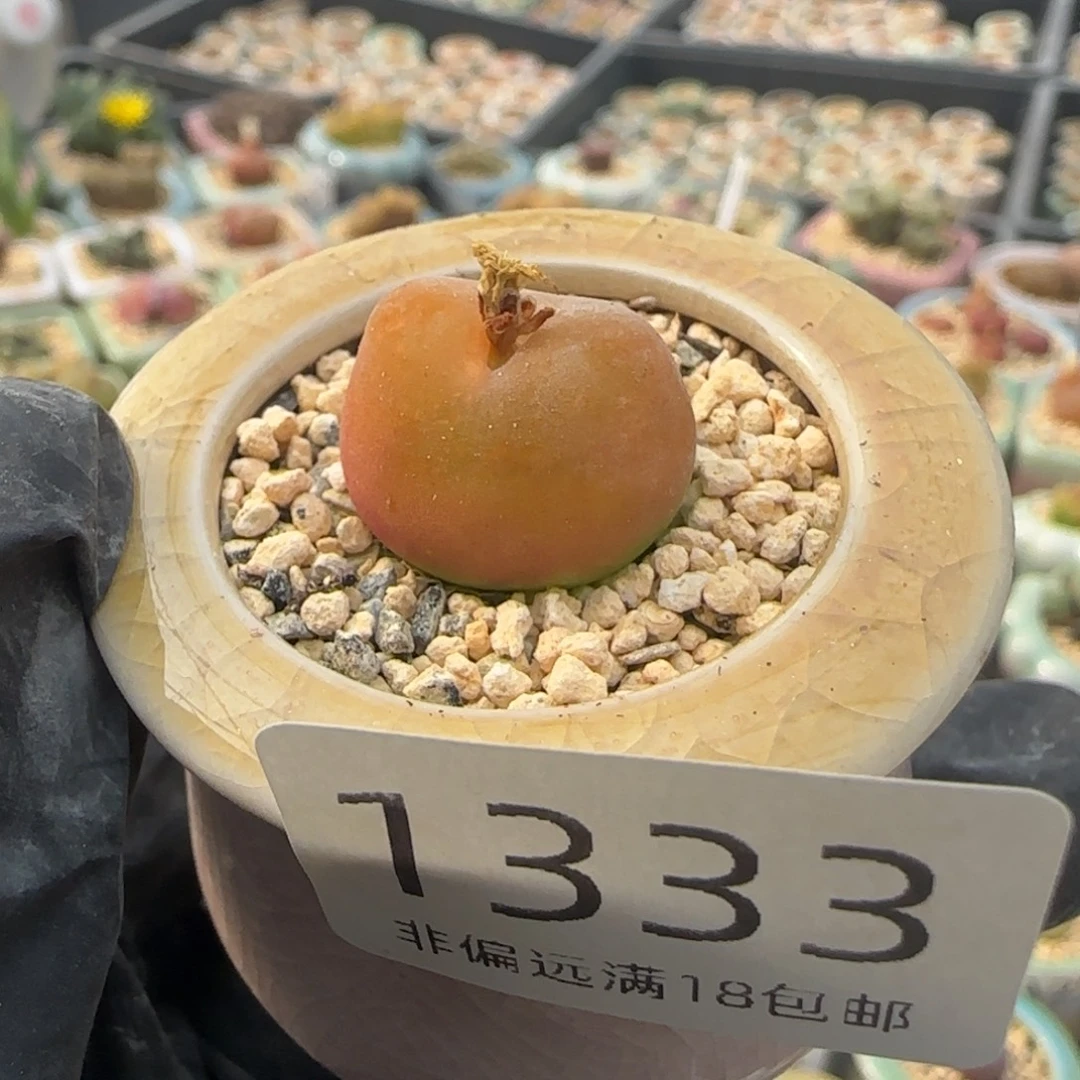 1333--一物一拍 带盆 水蜜桃