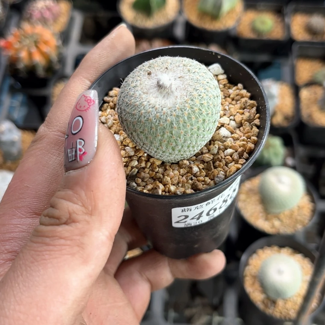 姜****g24688一物一拍单头发货