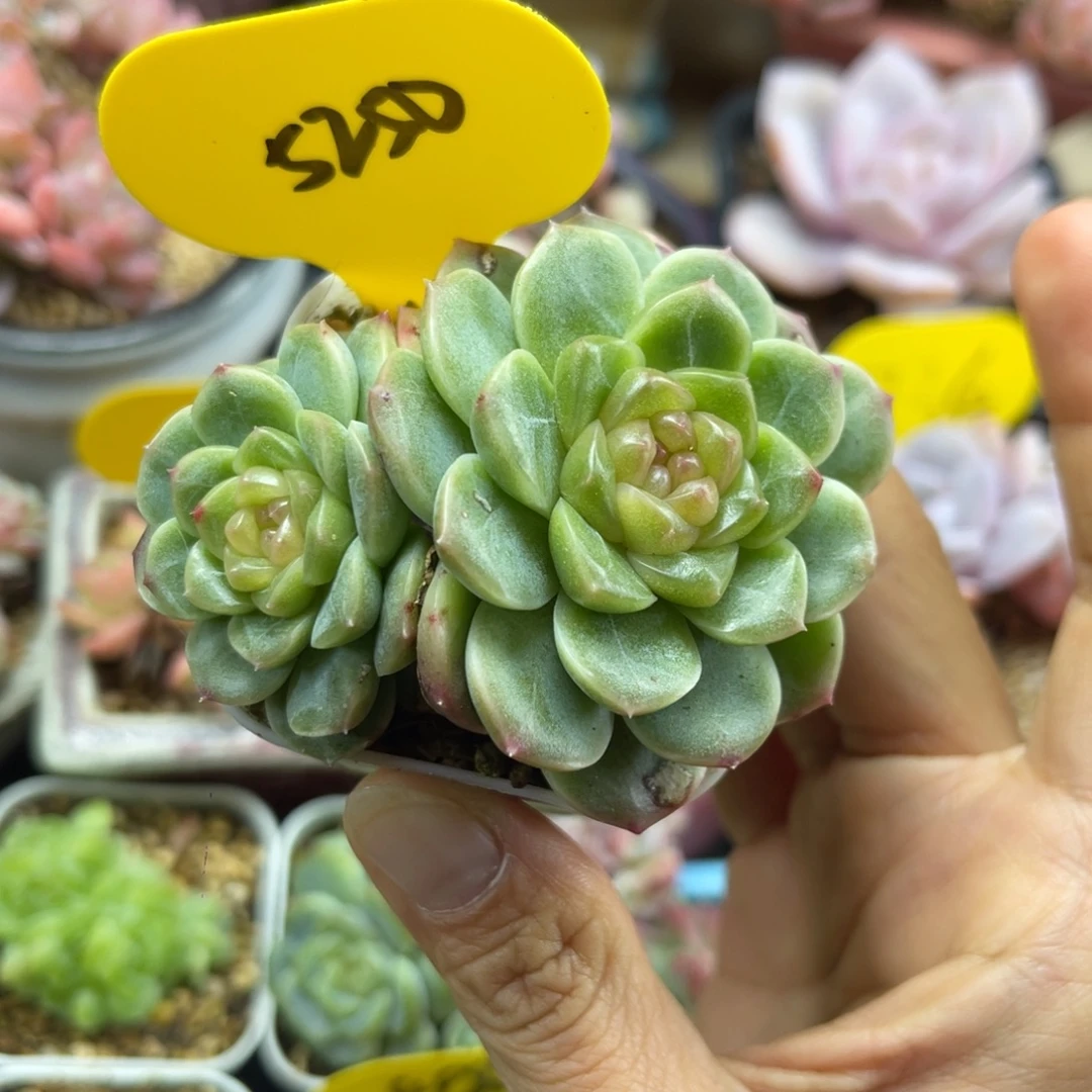 独家x7珍妮双头5250