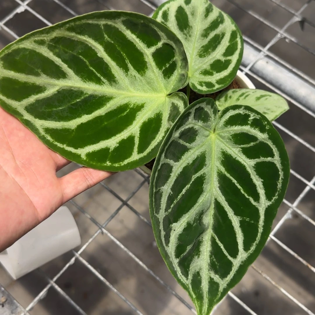 不开花植物特价铜锣烧