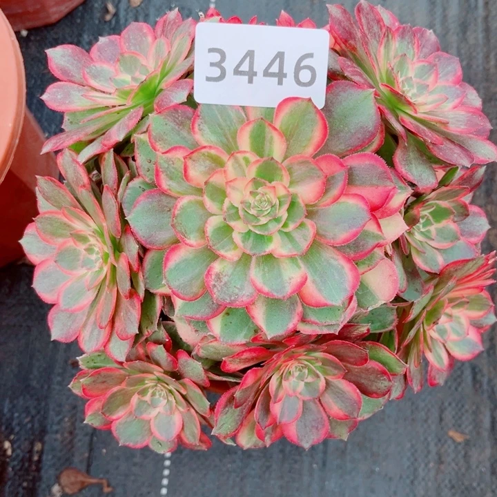 黑魔锦多肉发货发货