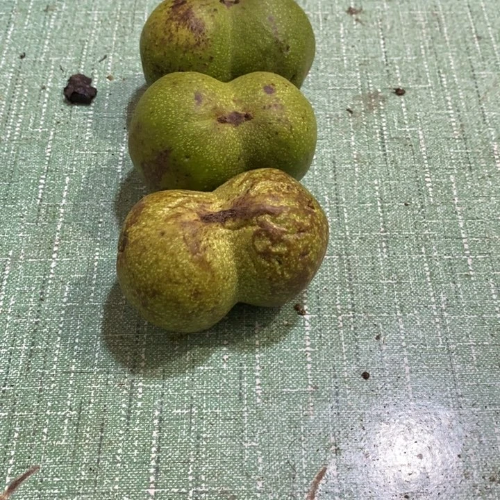 把件文玩核桃手****3