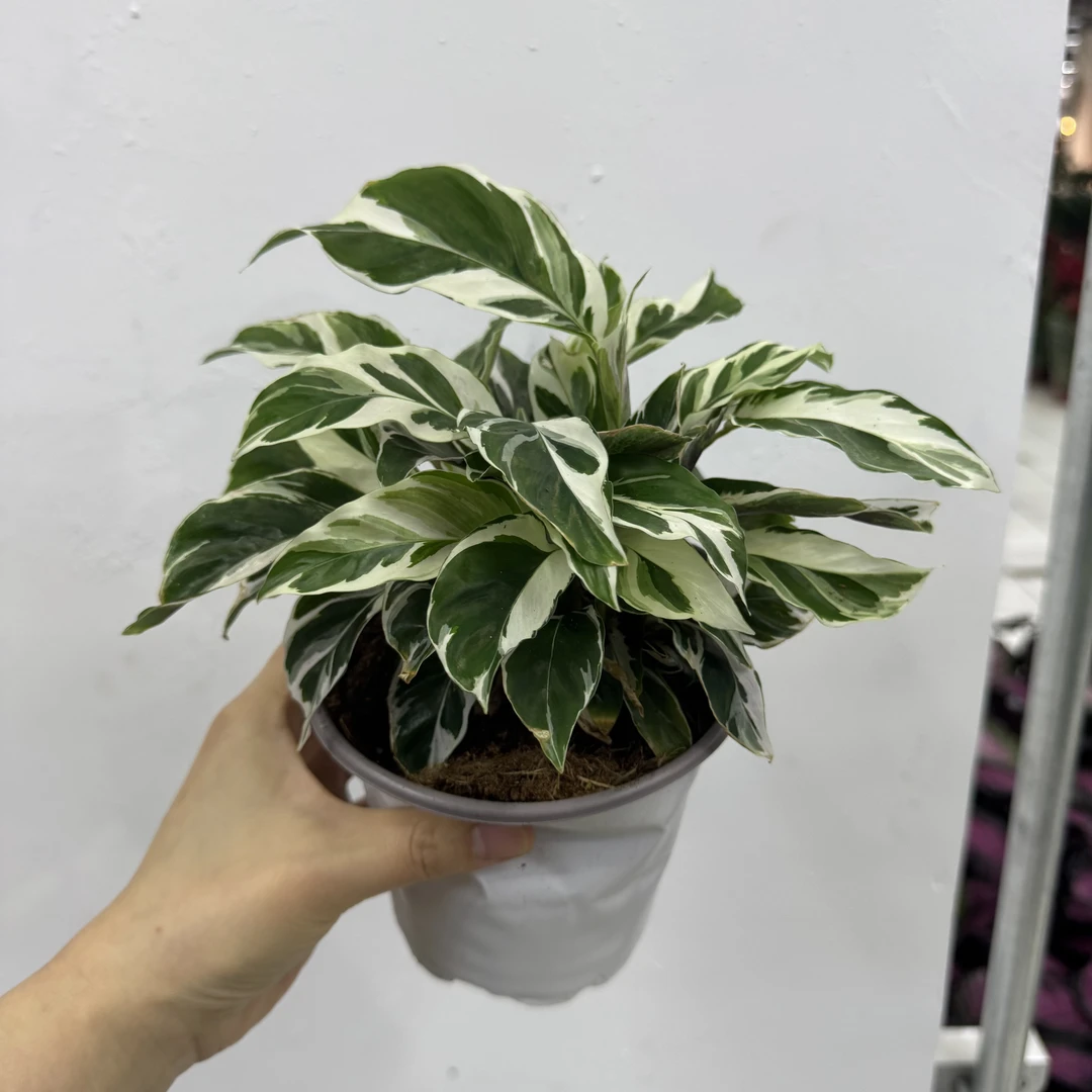 次日达-白油画竹芋加加小叶紫檀盆栽顺丰包邮