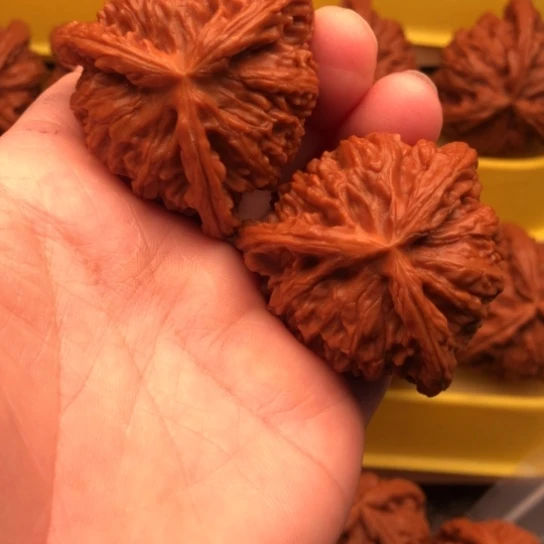 核桃核桃核桃核桃