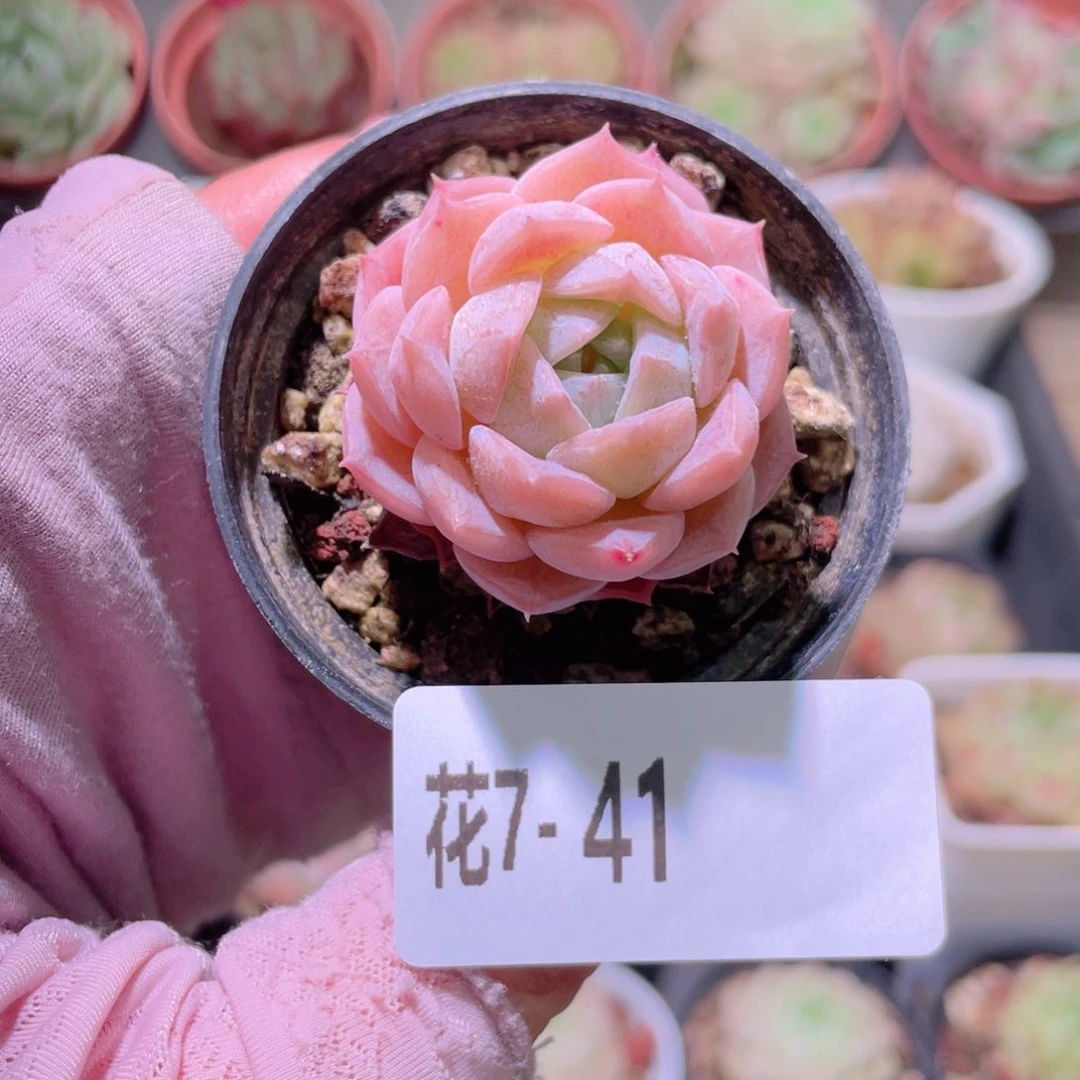 花利美7-41纯爱单头