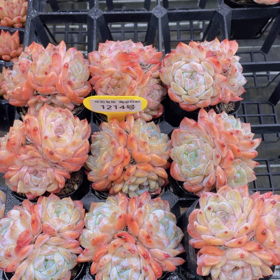 1214号开播福利奶油果冻冰魄三头起一个